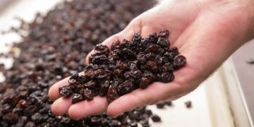 Las pasas sanjuaninas se posicionan en el mercado de Perú