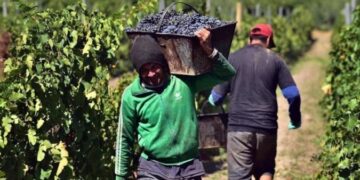 Trabajadores vitivinícolas sanjuaninos cobrarán un básico de $480.000