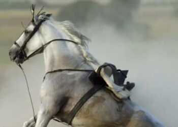 Un adolescente sanjuanino se cayó de un caballo y murió: El chico fue identificado