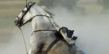 Un adolescente sanjuanino se cayó de un caballo y murió: El chico fue identificado