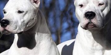 Dogos le desgarraron una pierna a un ladrón