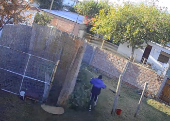 Video: El insólito robo de una planta de marihuana del fondo de una vivienda