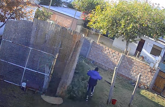 Video: El insólito robo de una planta de marihuana del fondo de una vivienda