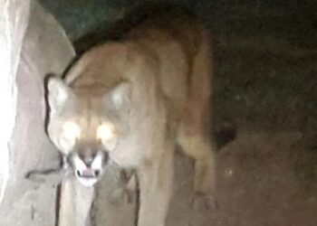 La brigada hará una búsqueda nocturna por un puma en Pocito
