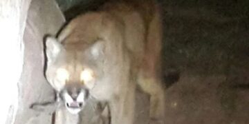 La brigada hará una búsqueda nocturna por un puma en Pocito