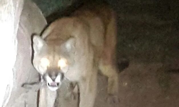 La brigada hará una búsqueda nocturna por un puma en Pocito
