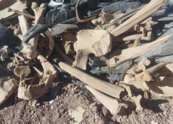 Descubren restos óseos en una planta recicladora en San Juan
