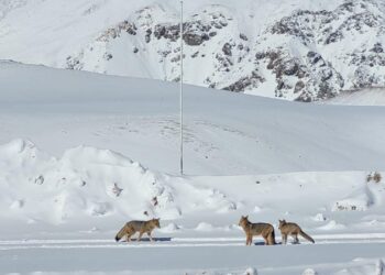 Las hermosas postales que dejó la nieve en Iglesia