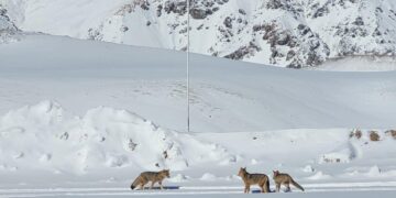 Las hermosas postales que dejó la nieve en Iglesia