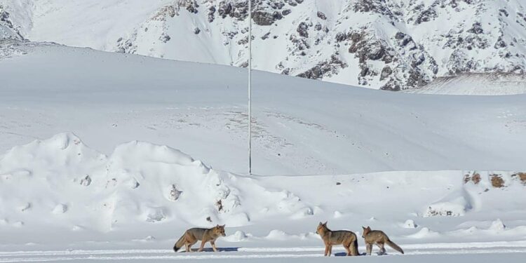 Las hermosas postales que dejó la nieve en Iglesia