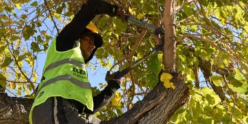 Rivadavia comenzó su operativo integral de arbolado en tres zonas históricas