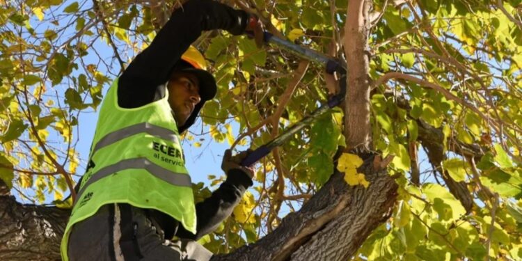 Rivadavia comenzó su operativo integral de arbolado en tres zonas históricas