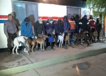 Transportaban 16 perros galgos en dos camionetas F-100: 14 personas detenidas