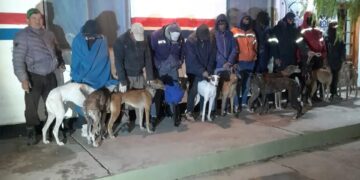 Transportaban 16 perros galgos en dos camionetas F-100: 14 personas detenidas