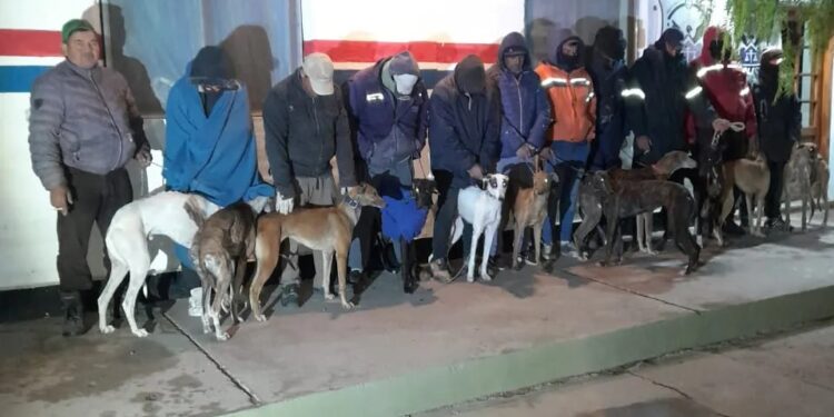 Transportaban 16 perros galgos en dos camionetas F-100: 14 personas detenidas
