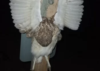 Brujería en San Juan: Encuentran una lechuza crucificada en un palo de madera