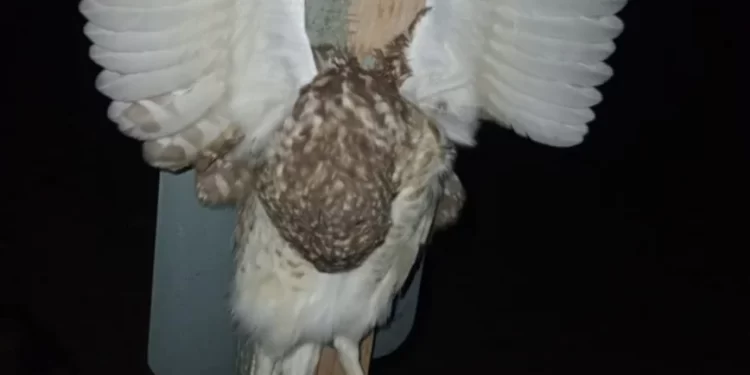 Brujería en San Juan: Encuentran una lechuza crucificada en un palo de madera