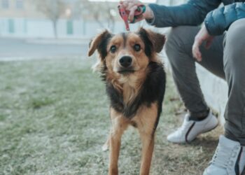 Se instala un quirófano de mascotas en una plaza de la Capital