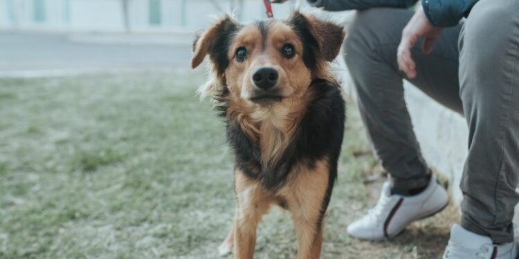 Se instala un quirófano de mascotas en una plaza de la Capital