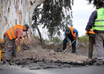 Pocito: Retiran raíces que dificultan el tránsito