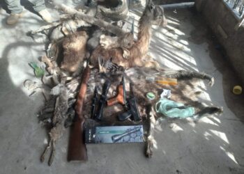 En un allanamiento encontraron armas y animales embalsamados, ocurrió en Rivadavia