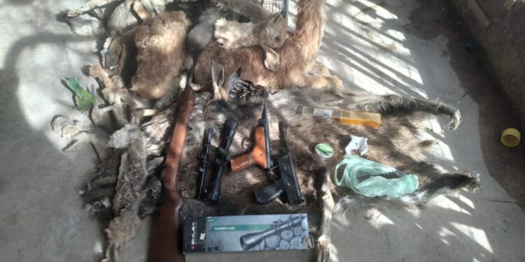 En un allanamiento encontraron armas y animales embalsamados, ocurrió en Rivadavia