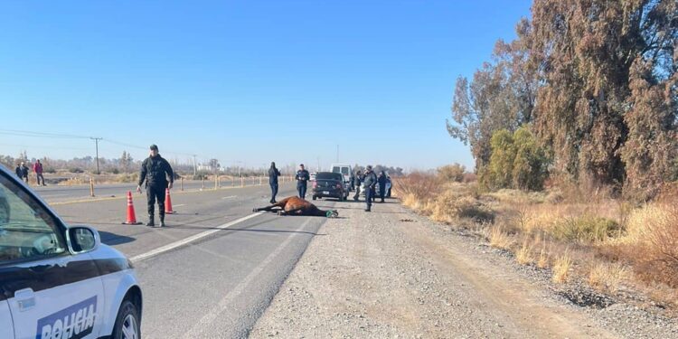 Tragedia en la Ruta 40: murió una persona tras embestir a un caballo