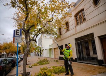 Nuevo cronograma semanal de poda en la ciudad