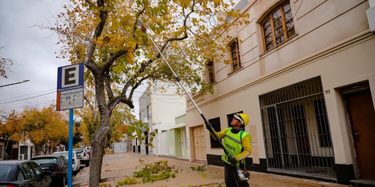 Nuevo cronograma semanal de poda en la ciudad