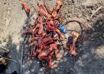 Secuestran caballos, aves y un arma de fuego en un importante allanamiento