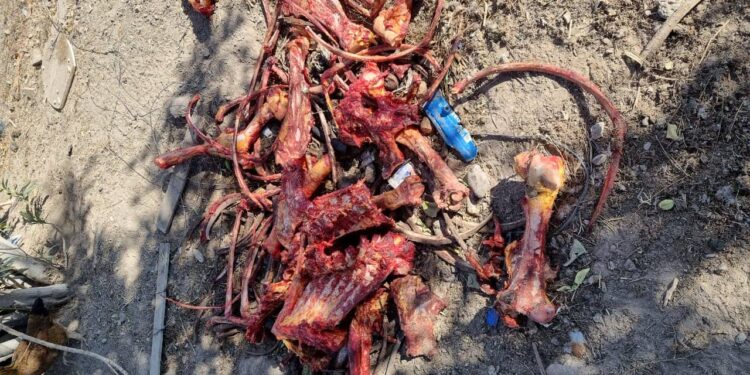 Secuestran caballos, aves y un arma de fuego en un importante allanamiento