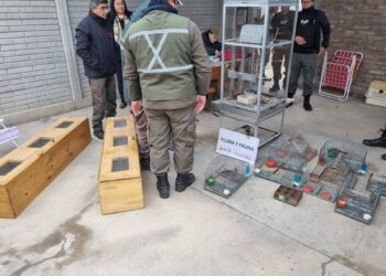 Caucete: Desbaratan red de caza ilegal y rescatan a 20 aves en cautiverio