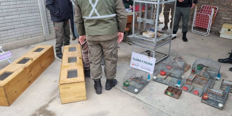 Caucete: Desbaratan red de caza ilegal y rescatan a 20 aves en cautiverio