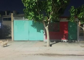 Horror en Rawson: Un perro mordió a un niño en un kiosco y quedó grave