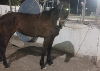 ¿Caballos robados? Detienen a cuatro personas con caballos sin dueño a la vista