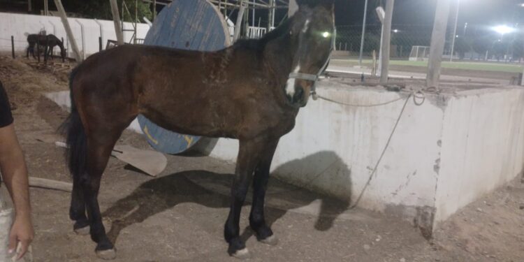 ¿Caballos robados? Detienen a cuatro personas con caballos sin dueño a la vista