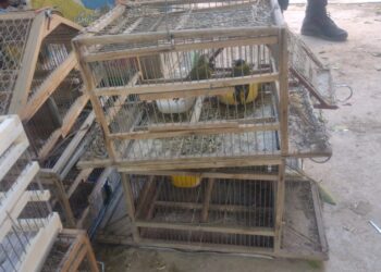 Caucete: Capturan a vendedor de aves con más de 7 millones de pesos