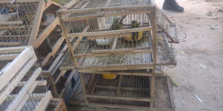 Caucete: Capturan a vendedor de aves con más de 7 millones de pesos