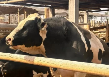 Este es el toro que mató a un hombre de 42 años en un tambo de Caucete