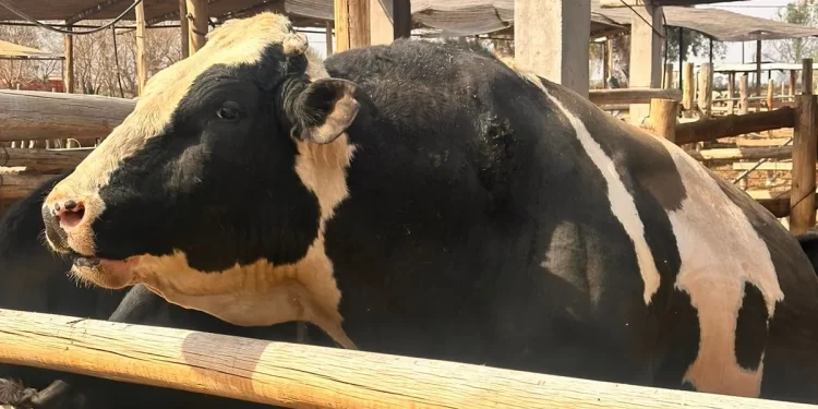 Este es el toro que mató a un hombre de 42 años en un tambo de Caucete