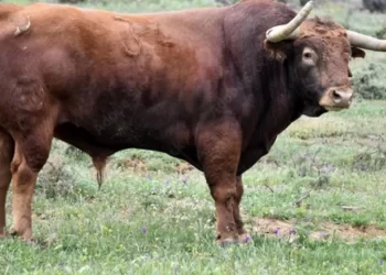 Violento ataque en un tambo: Un toro mata a un trabajador en Caucete