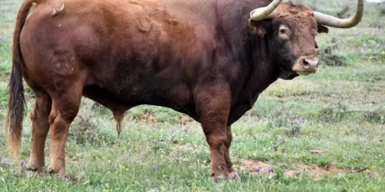 Violento ataque en un tambo: Un toro mata a un trabajador en Caucete