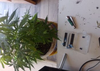 Allanamiento inesperado: Buscaban objetos robados y encontraron drogas