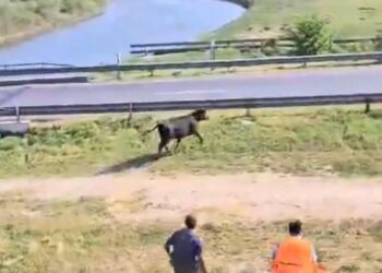 Volcó un camión jaula con animales y los vecinos carnearon las vacas
