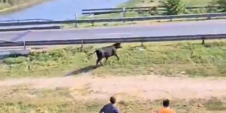 Volcó un camión jaula con animales y los vecinos carnearon las vacas