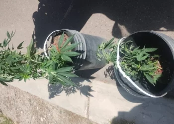 Insólito robo en Rivadavia: se llevó plantas de cannabis y terminó arrestado