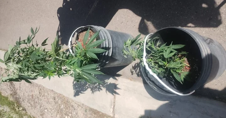 Insólito robo en Rivadavia: se llevó plantas de cannabis y terminó arrestado