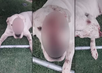 Maltrato animal: Un hombre golpeó con una pala a una perra y la desmayó