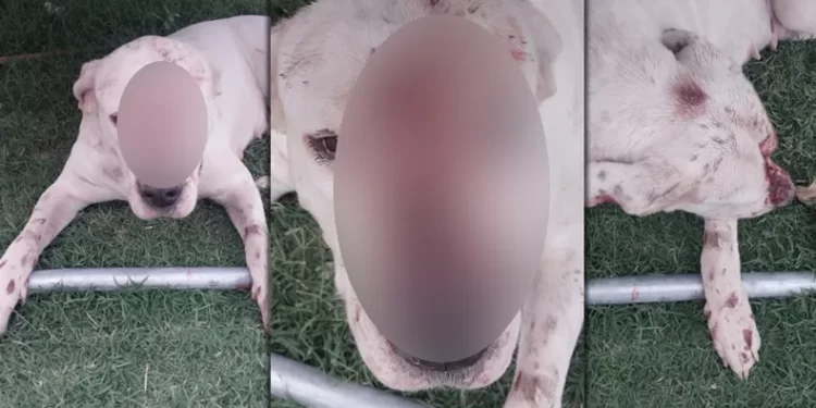 Maltrato animal: Un hombre golpeó con una pala a una perra y la desmayó