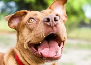 Un pitbull mordió a un niño de 7 años y lo dejó en grave estado